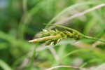 ノゲヌカスゲ	芒糠菅	Carex mitrata var. aristata	4～5月